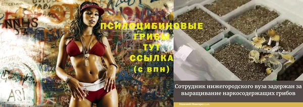 сатива Ростов