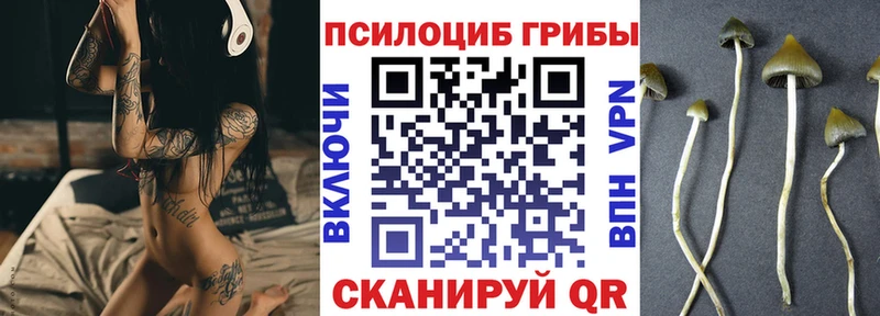 Галлюциногенные грибы Psilocybine cubensis  Курчалой 